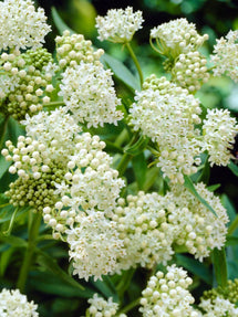 Asclepias (Zijdeplant) Ice Ballet