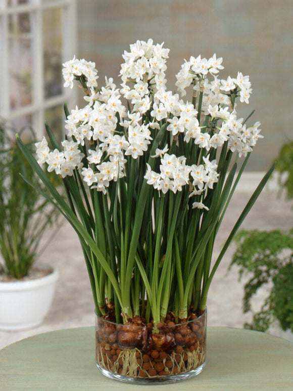 Narcis Paperwhites (Ziva) - Whit Bol