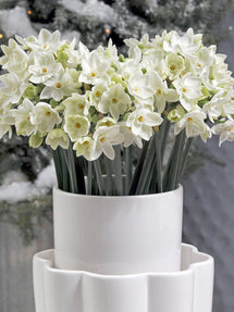 Narcis Paperwhites (Ziva)