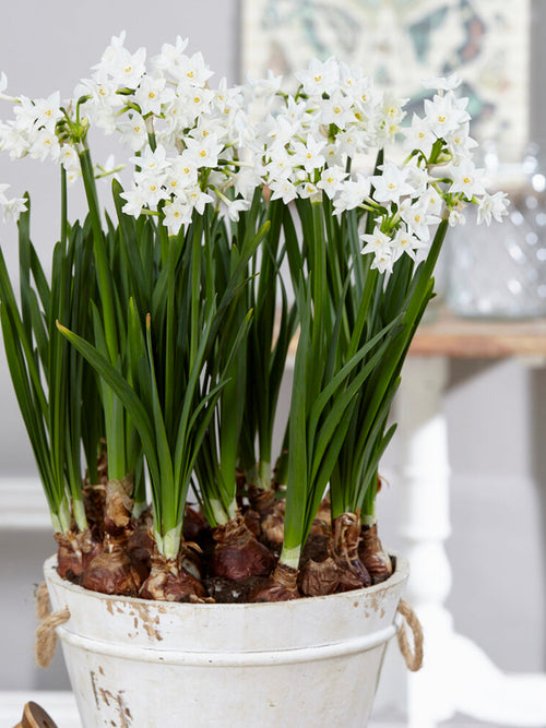 Narcis Paperwhites (Ziva)