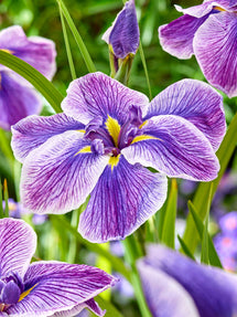 Japanse iris Sundae