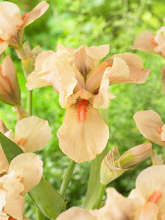 Iris Germanica (Baardiris) Apricot Silk