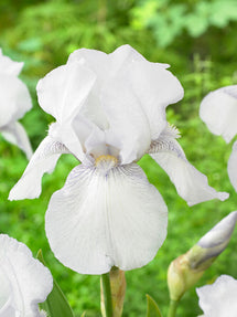 Iris Germanica (Baardiris) English Cottage