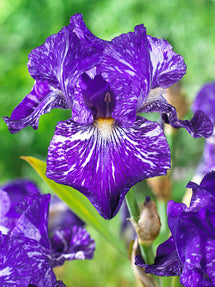 Iris Germanica (Baardiris) Batik