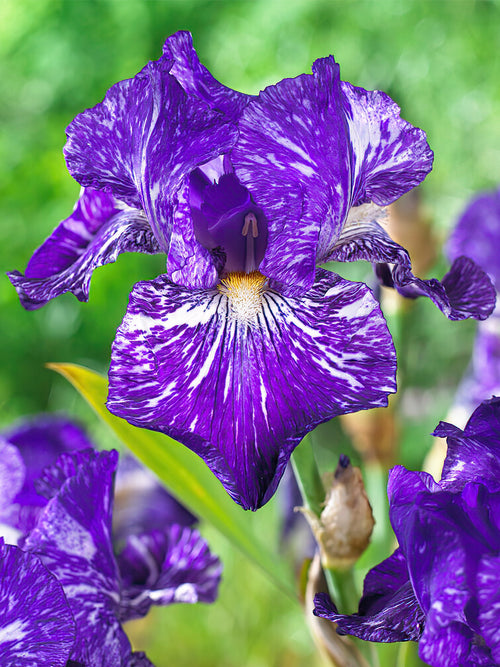 Iris germanica - Duitse Iris - Baardiris Batik