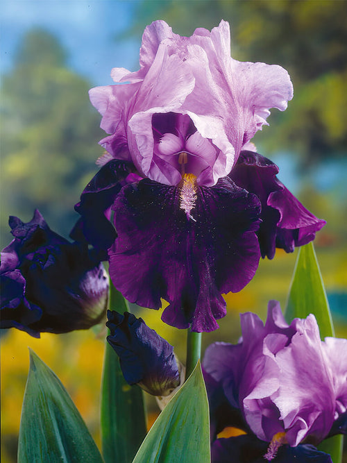 Iris Germanica (Baardiris) Bluebird Wine