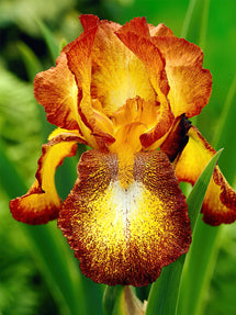 Iris Germanica (Baardiris) Spreckles