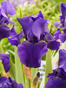Iris Germanica (Baardiris) Superstition