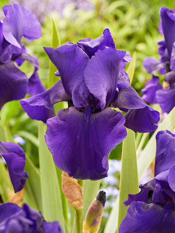 Iris Germanica (Baardiris) Superstition Duitse Iris Vaste Planten