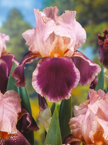 Iris Germanica (Baardiris) Wine and Roses