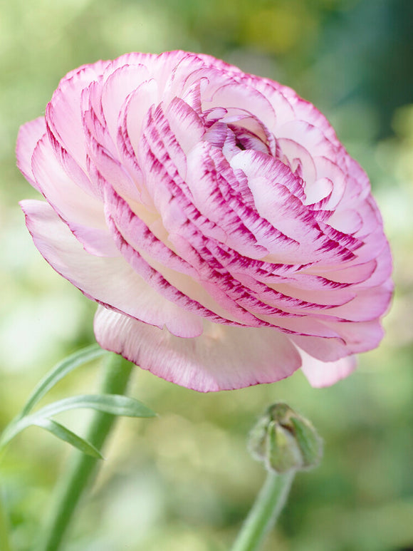 Roze ranonkel met donkere rand