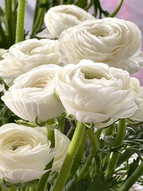 Italiaanse Ranunculus Elegance Bianco bestellen