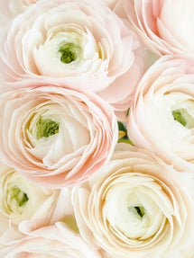 Italiaanse Ranonkel Elegance Bianco Sfumato