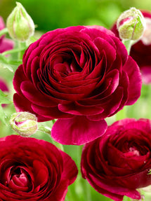 Italiaanse Ranonkel Elegance Nero