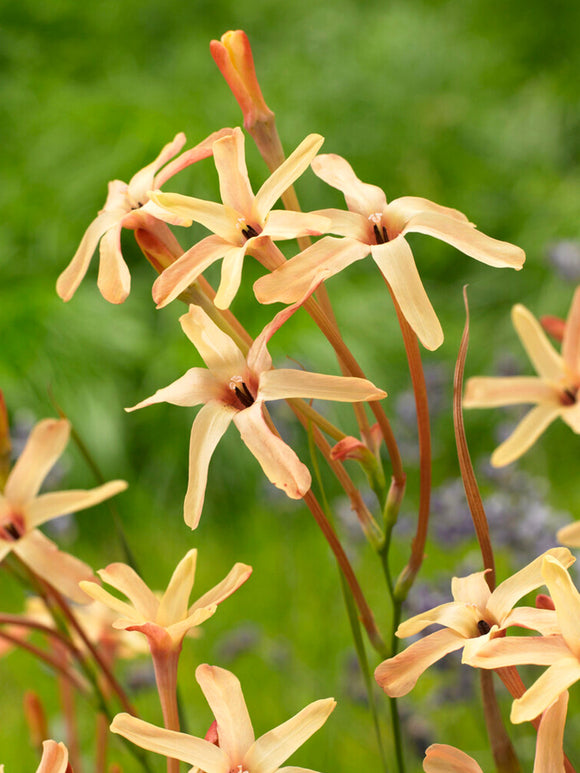Ixia bollen paniculata Eos 