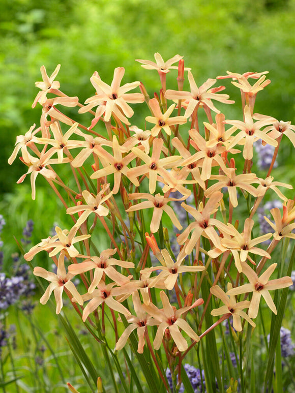 Ixia bloembollen paniculata Eos