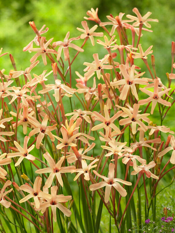 Ixia paniculata Eos bloembollen bestellen