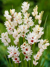 Ixia Giant (Graanlelie)