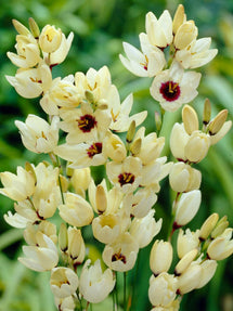Ixia Hogarth (Graanlelie)