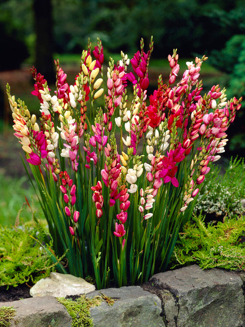 Ixia Bollen