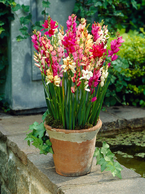 Ixia Bloem Bollen