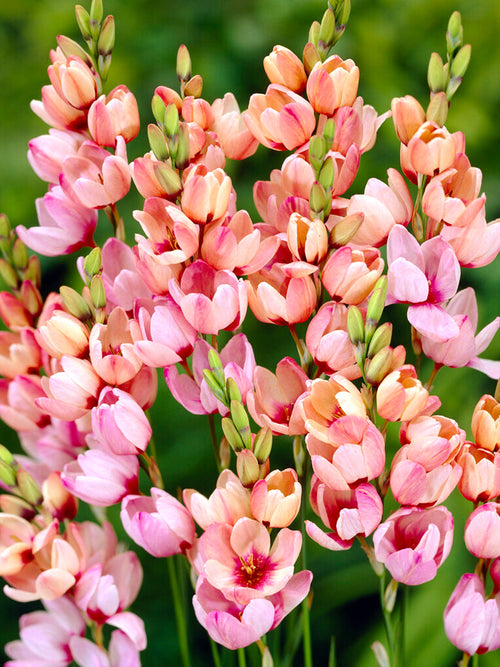 Roze Ixia bestellen
