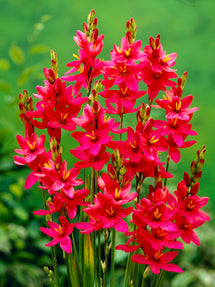 Ixia Red (Afrikaanse Lelie)
