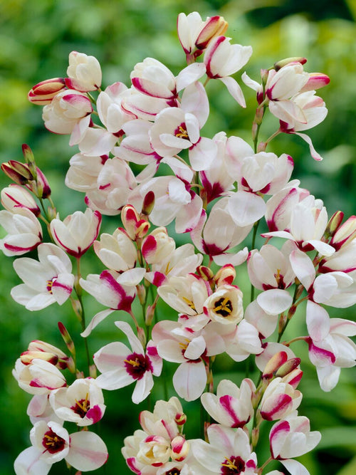 Ixia Spotlight bloembollen