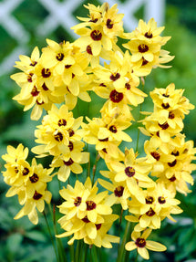 Ixia Yellow (Afrikaanse Lelie)