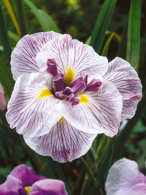Japanse Iris Royal Pageant planten kopen