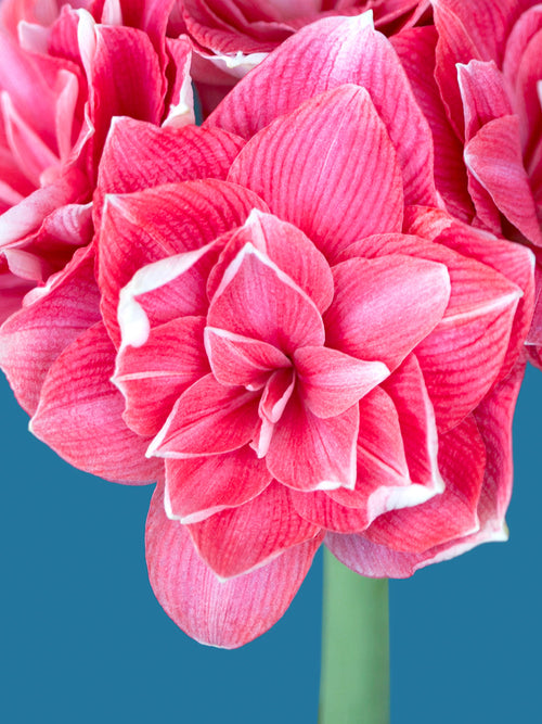 Jumbo Double Amaryllis Double Dream