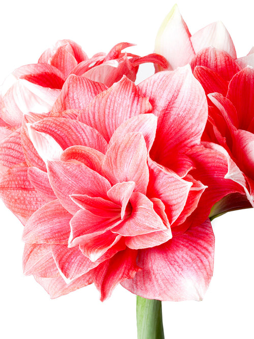 Kopen Jumbo Double Amaryllis Double Dream