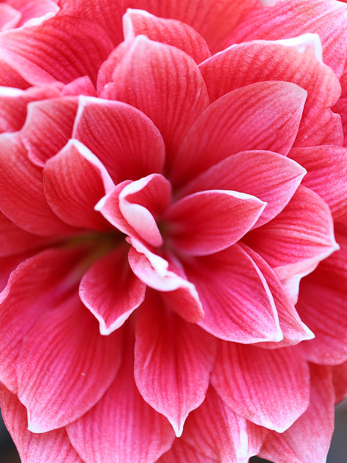 Jumbo Double Amaryllis Bollen