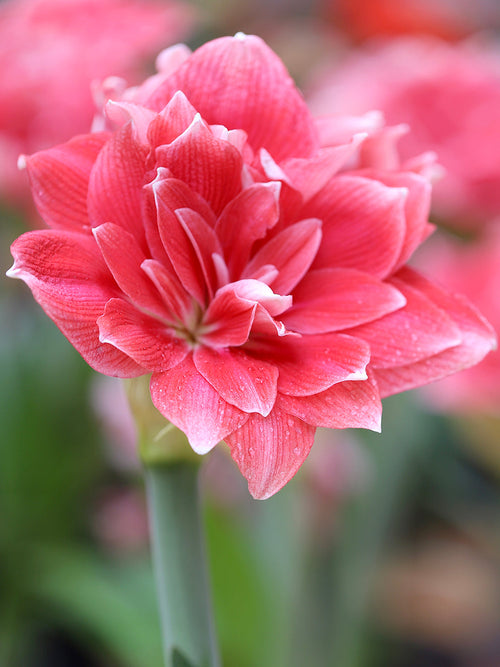 Jumbo Double Amaryllis Bollen