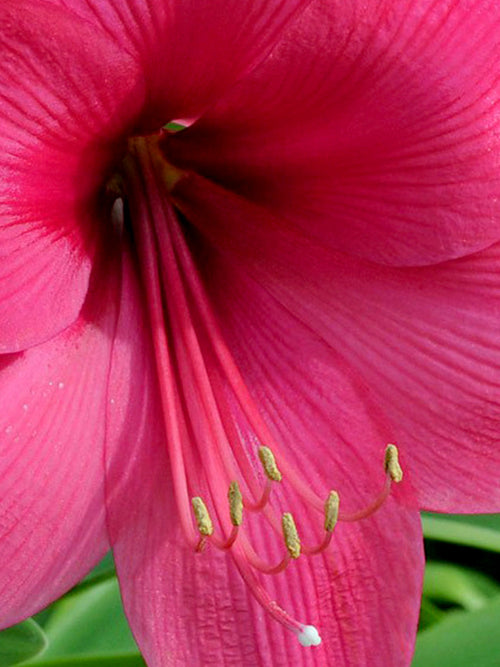 Roze Amaryllis Bloem - Lagoon