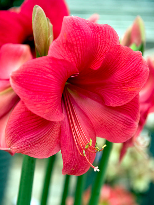 Jumbo Amaryllis Lagoon