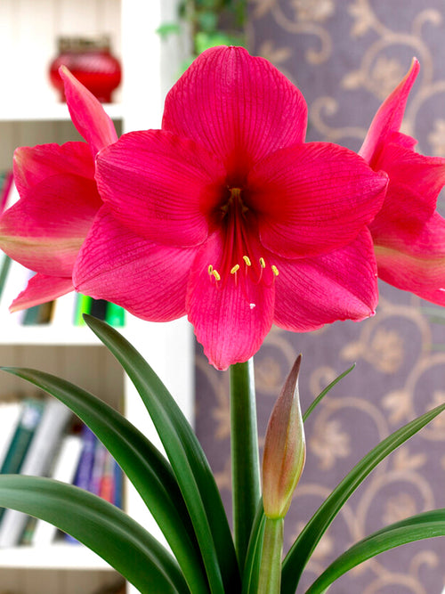 Roze Amaryllis Bloem - Lagoon