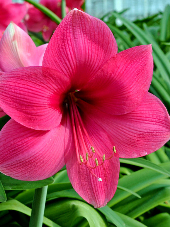 Kopen Jumbo Amaryllis Lagoon Bollen