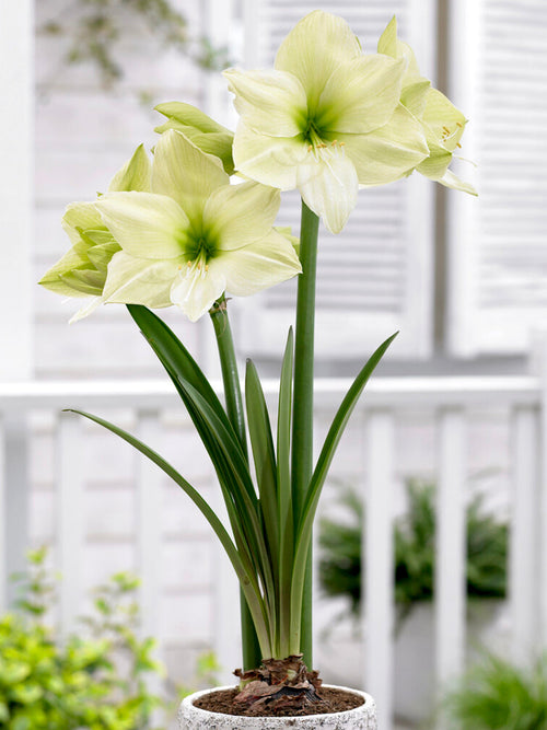 Jumbo Amaryllis Luna