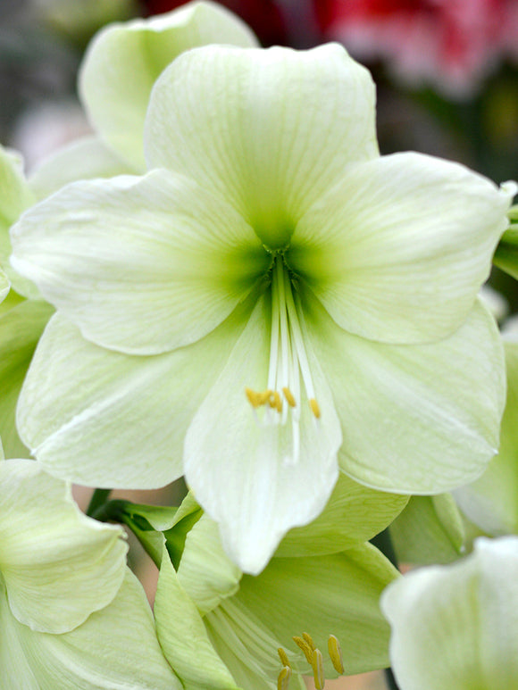 Kopen Jumbo Amaryllis Luna Bollen