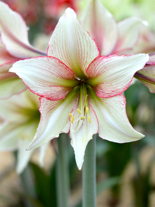 Jumbo Amaryllis Magic Green