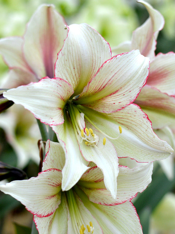 Kopen Jumbo Amaryllis Magic Green