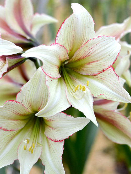 XXL Jumbo Amaryllis Magic Green