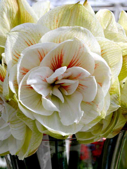 Jumbo Double Amaryllis Nymph Bloem Bollen