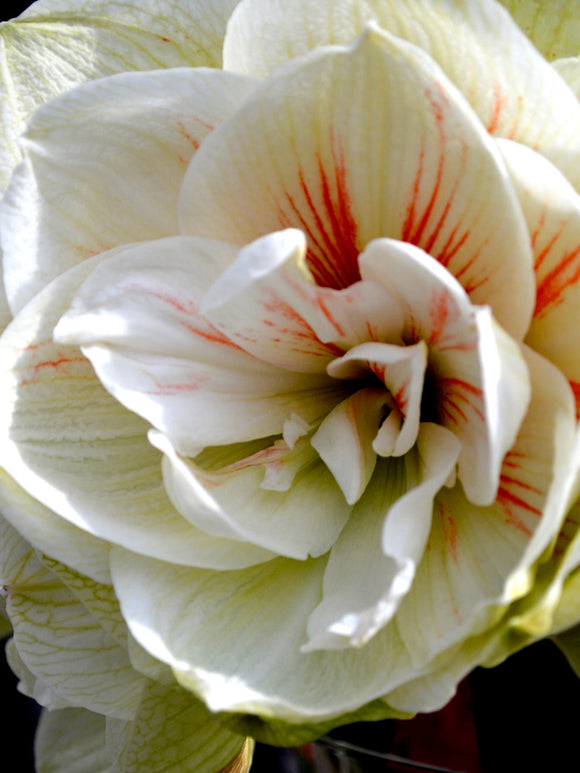 Jumbo Double Amaryllis Nymph Bollen