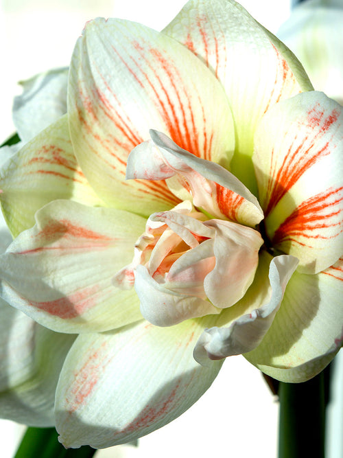 Jumbo Double Amaryllis Nymph