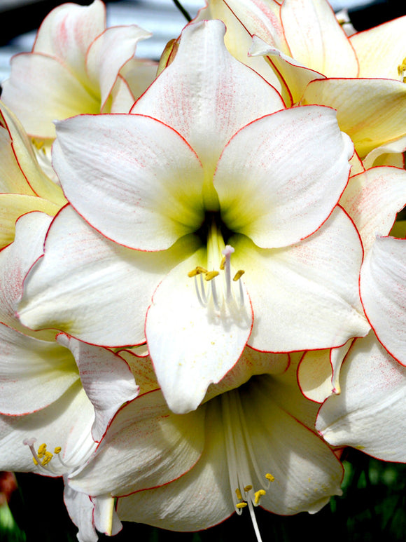 Jumbo Amaryllis Picotee Bloem Bollen