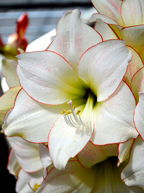 Jumbo Amaryllis Picotee