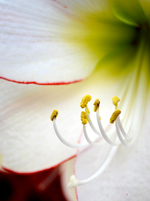 Kopen Jumbo Amaryllis Picotee Bollen