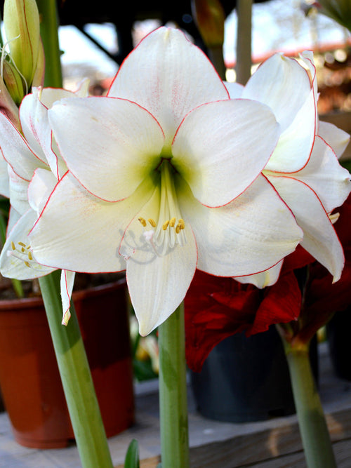 Amaryllis Picotee Bol